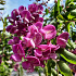 Robinia margaretta 'Casque Rouge'