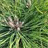 hoogstamboom, stamomtrek 18-20 cm, draadkluit