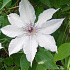 Clematis 'Snow Queen'