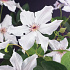 Clematis 'Snow Queen'