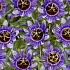 Passiflora 'Purple Rain'