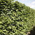 Quick Hedge Haagelement 100cm lang x 200cm hoog
