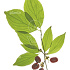 Quick Hedge Haagelement 100cm lang x 200cm hoog