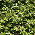 Quick Hedge Haagelement 100cm lang x 200cm hoog