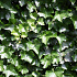 Quick Hedge Haagelement 100cm lang x 180cm hoog