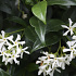 Quick Hedge Haagelement 100cm lang x 180cm hoog