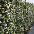 Quick Hedge Haagelement 100cm lang x 180cm hoog