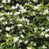 Quick Hedge Haagelement 100cm lang x 180cm hoog