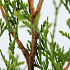 Thuja occidentalis 'King of Brabant' (pbr)