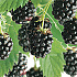 Rubus fruticosus 'Black Satin'