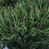 25 tot 30 cm hoog, pot 3 liter