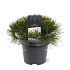 25 tot 30 cm hoog, pot 3 liter