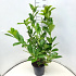 60 tot 80 cm hoog, pot 5 liter