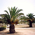 Phoenix canariensis
