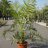 Phoenix canariensis