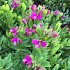 Polygala myrtifolia