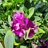 Polygala myrtifolia