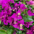 Polygala myrtifolia