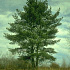 Pinus strobus