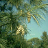 Pinus strobus