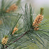 Pinus strobus