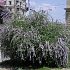 Buddleja alternifolia