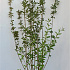 125 tot 150 cm hoog, pot 4 liter