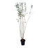 125 tot 150 cm hoog, pot 4 liter