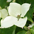 Cornus kousa 'Schmetterling'