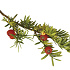 Quick Hedge Haagelement 100cm lang x 200cm hoog
