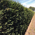 Quick Hedge Haagelement 100cm lang x 200cm hoog