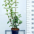 40 tot 50 cm hoog, pot 4 liter