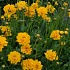 Coreopsis grandiflora 'Early Sunrise'