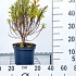 30 tot 40 cm hoog, pot 3 liter