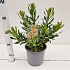 30 tot 40 cm hoog, pot 3 liter