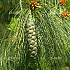 Pinus wallichiana