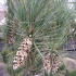 Pinus wallichiana