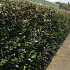Quick Hedge Haagelement 100cm lang x 180cm hoog