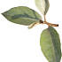 Quick Hedge Haagelement 100cm lang x 180cm hoog