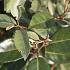 Quick Hedge Haagelement 100cm lang x 180cm hoog