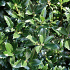 Quick Hedge Haagelement 100cm lang x 120cm hoog