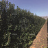 Quick Hedge Haagelement 100cm lang x 120cm hoog