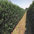 Quick Hedge Haagelement 100cm lang x 120cm hoog
