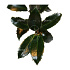 Quick Hedge Haagelement 100cm lang x 120cm hoog