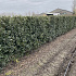 Quick Hedge Haagelement 100cm lang x 150cm hoog