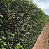 Quick Hedge Haagelement 100cm lang x 120cm hoog
