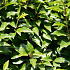 Quick Hedge Haagelement 100cm lang x 200cm hoog