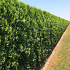 Quick Hedge Haagelement 100cm lang x 200cm hoog