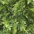Quick Hedge Haagelement 100cm lang x 200cm hoog