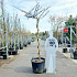 dakboom, 170 stam in pot